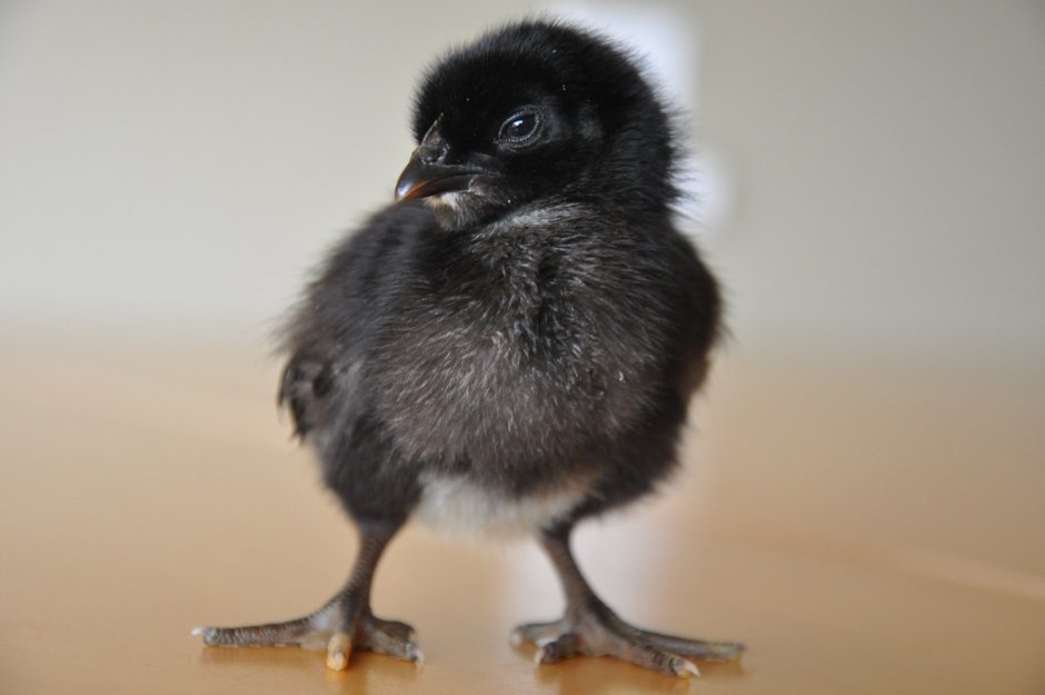 Цыплят австралорп подрощенные