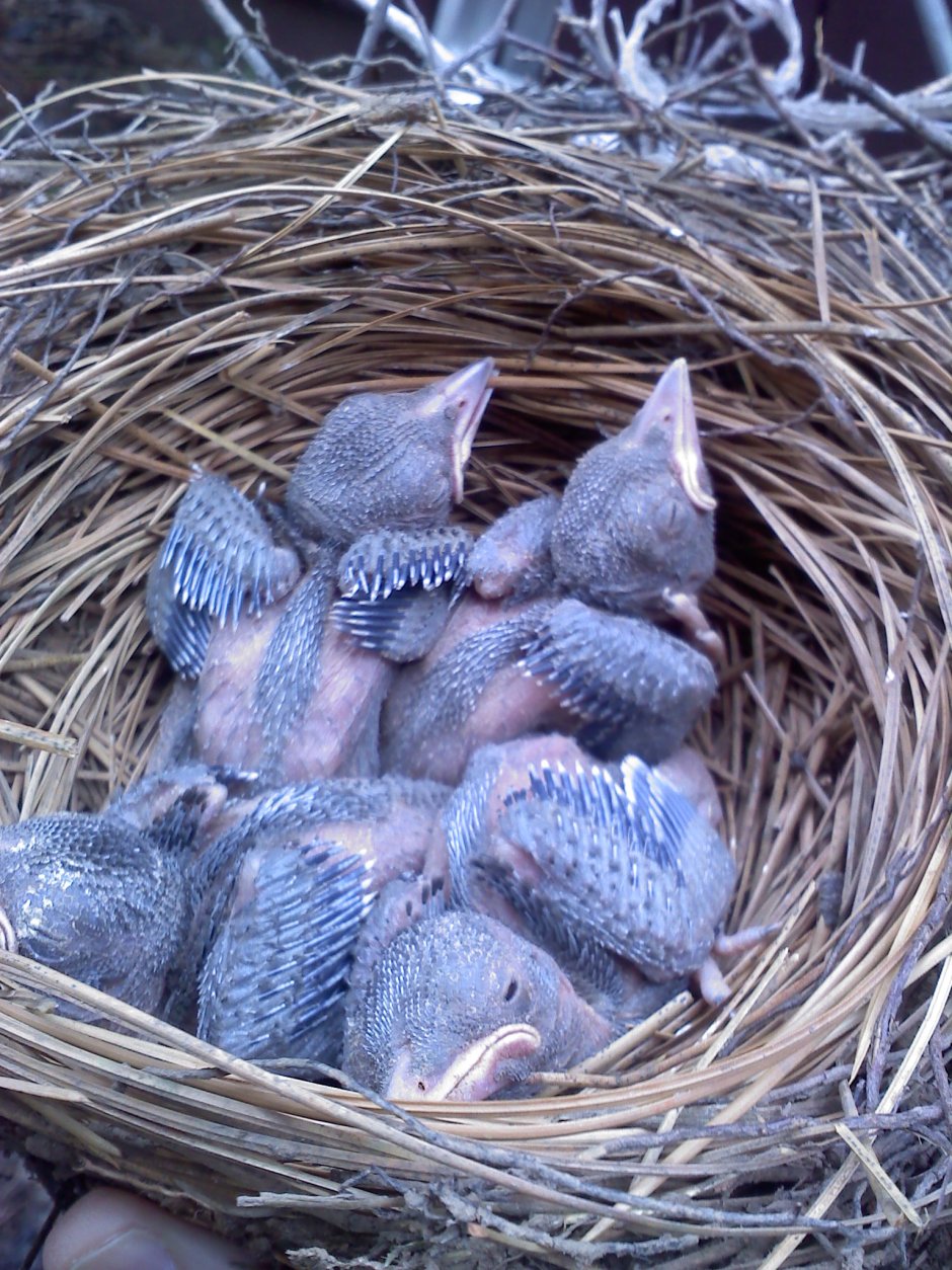 Птенец сойки