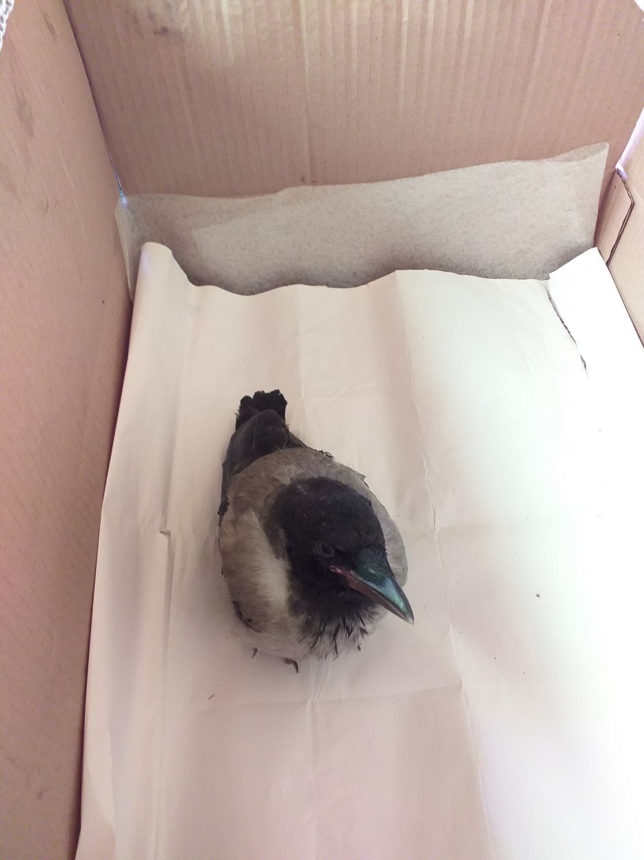 Как сделать гнездо для маленького вороненка в домашних условиях