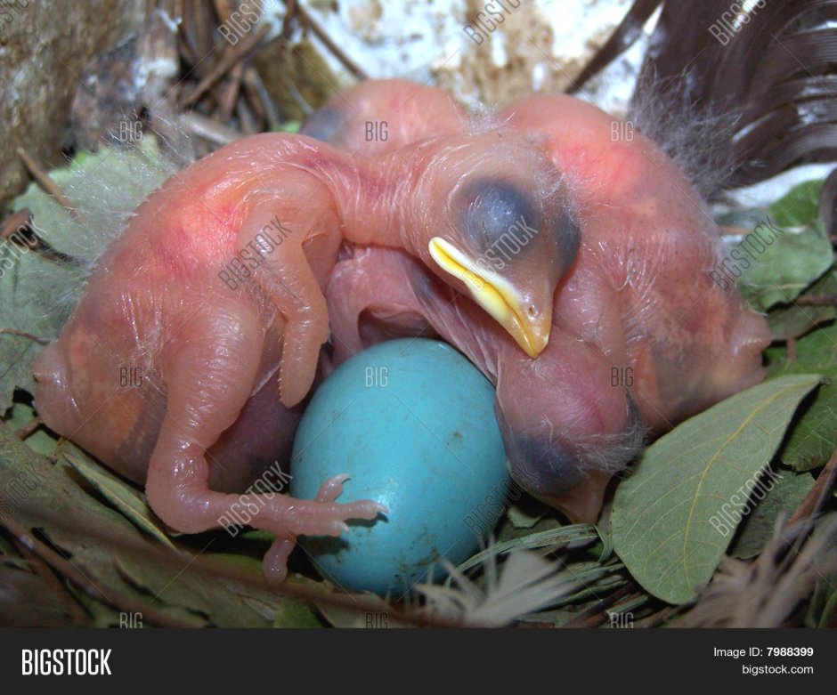 Птенец дятла новорожденный