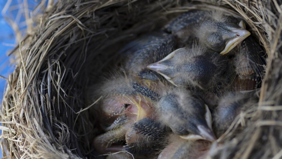 Гнездо дрозда рябинника