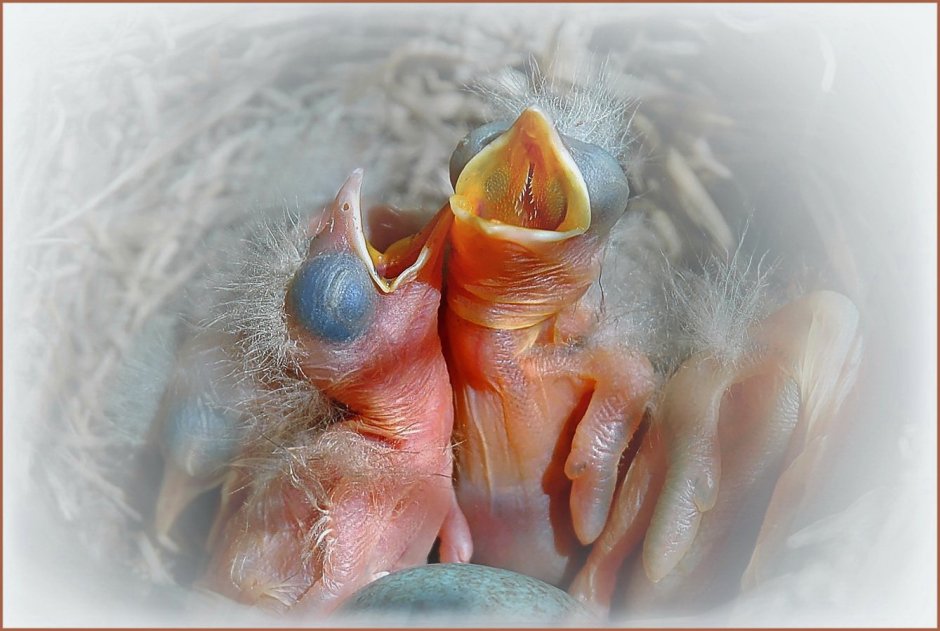 Стриж птенец желторотик