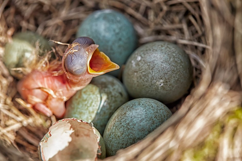 Яйца певчего дрозда