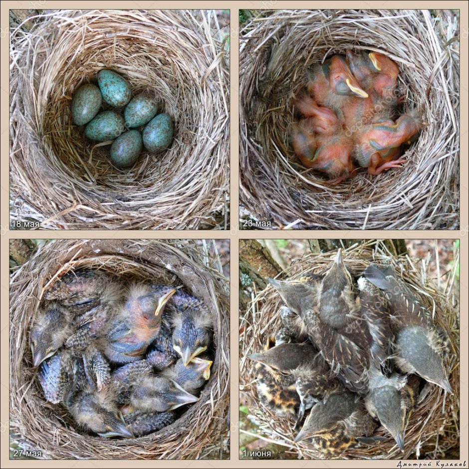 Гнездо дрозда рябинника яйца