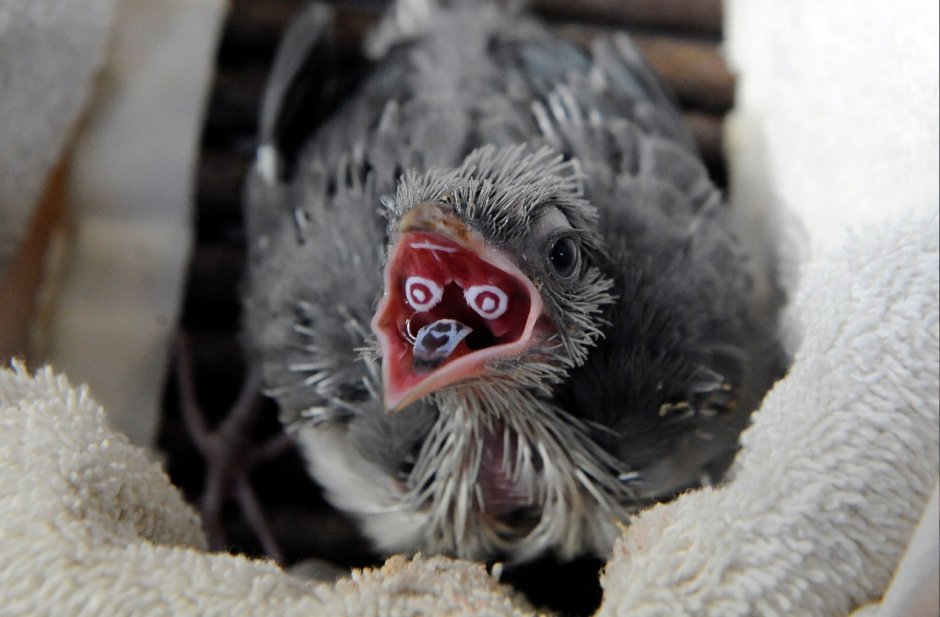 Мадагаскарская Кукушка птенец