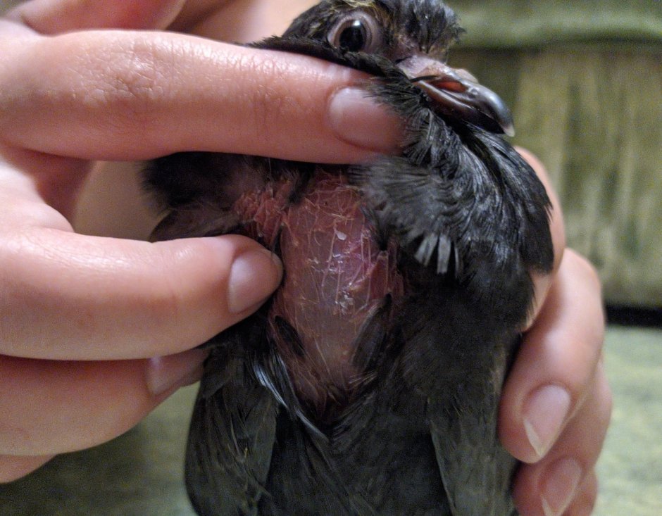 Маленький голубь птенец