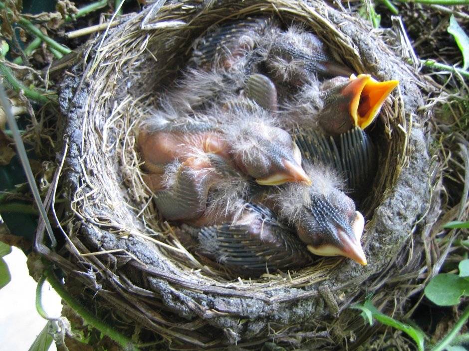 Птенцы Скворцов