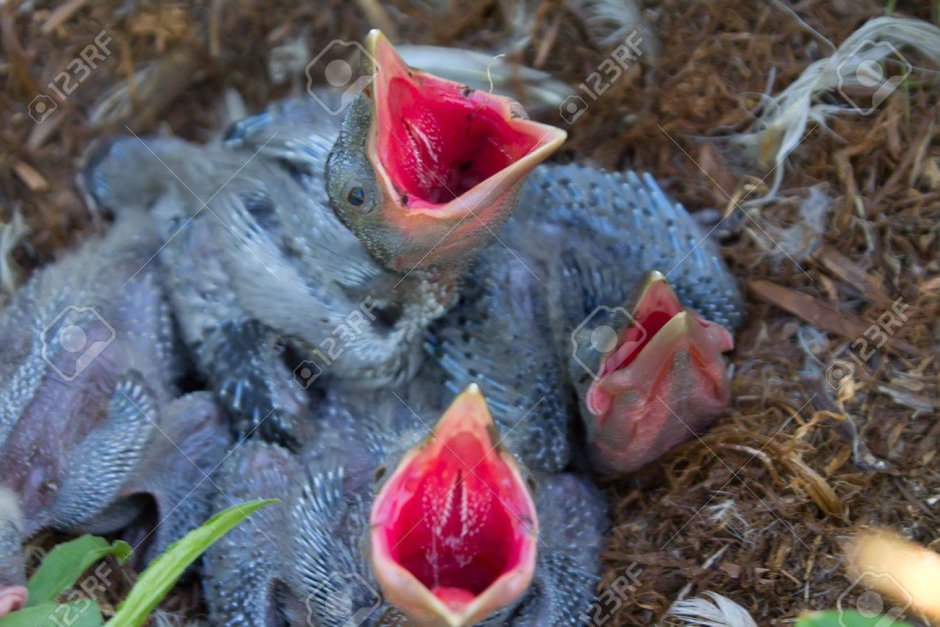 Птенчик с открытым ртом