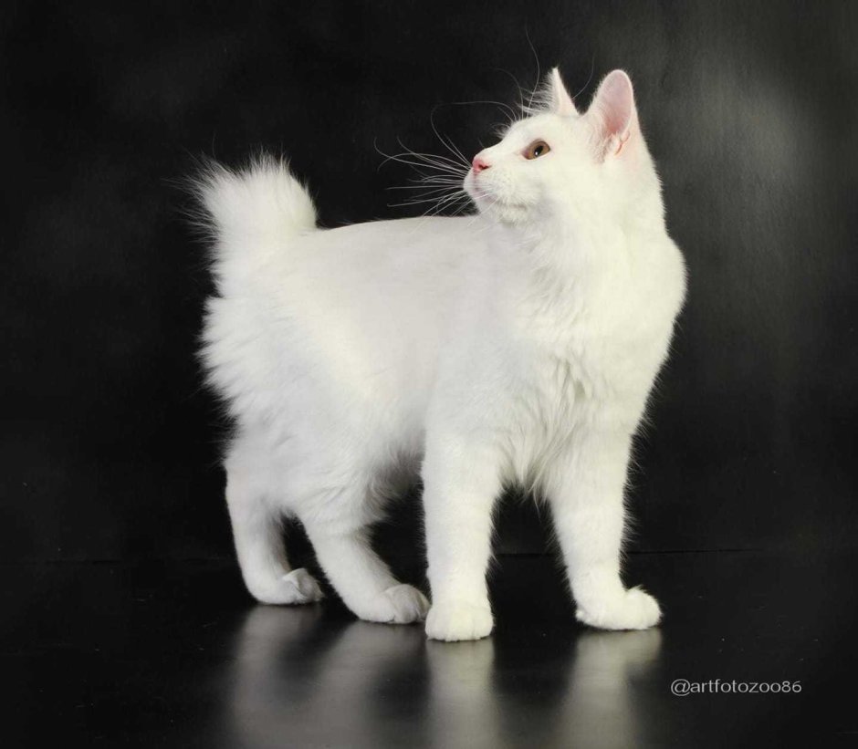 Японский бобтейл