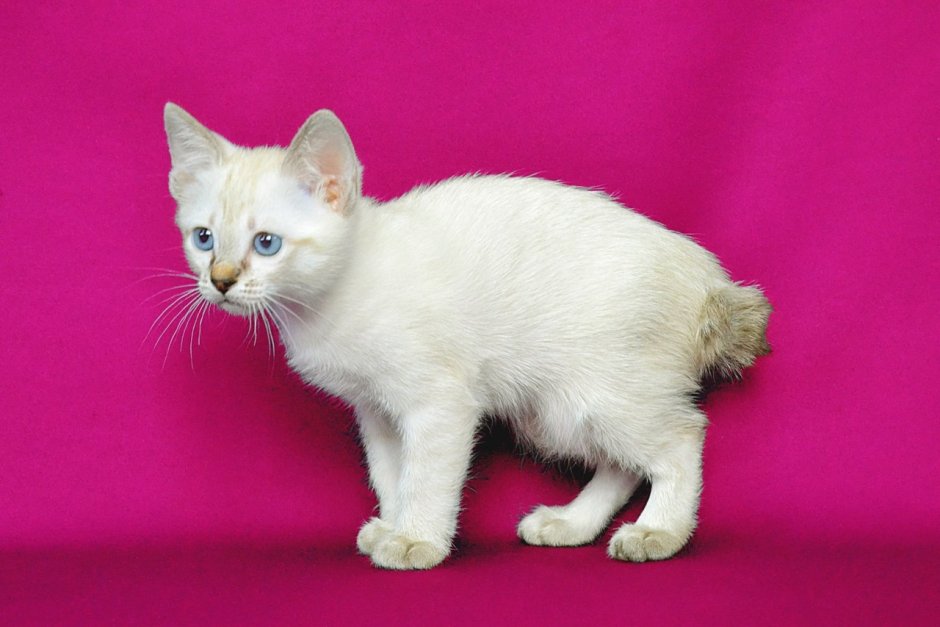 Бобтейл Кимрик