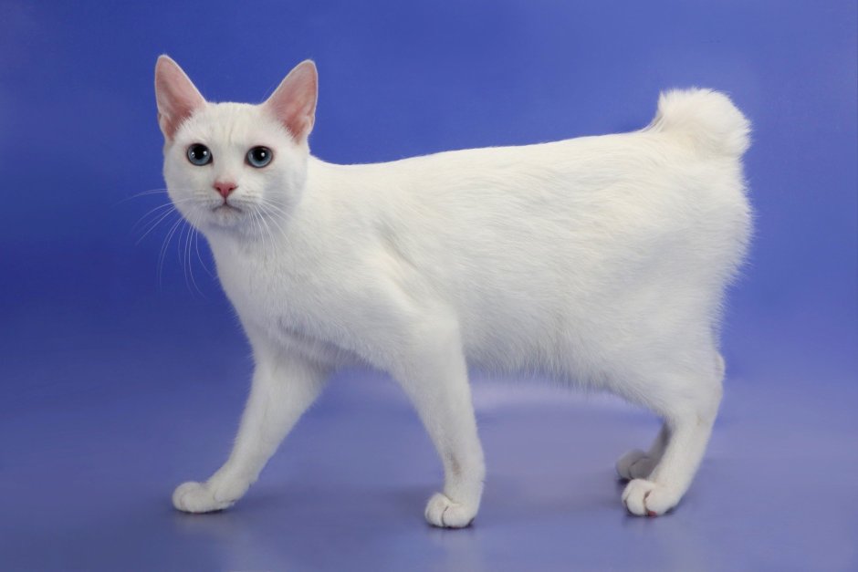 Курильский бобтейл белый гладкошерстный