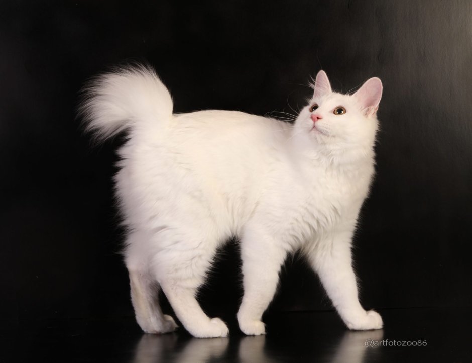 Японский бобтейл трехцветный