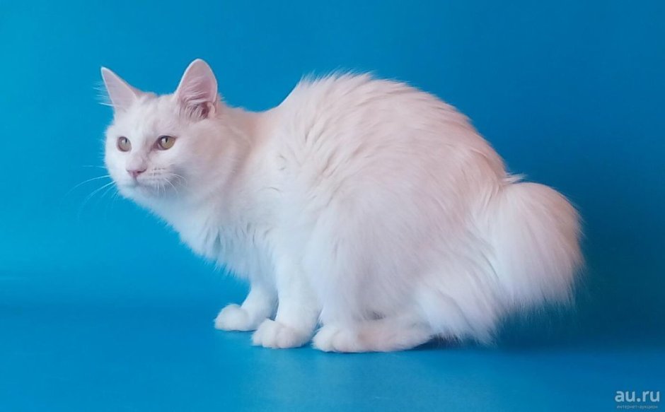 Кот Курильский бобтейл белый