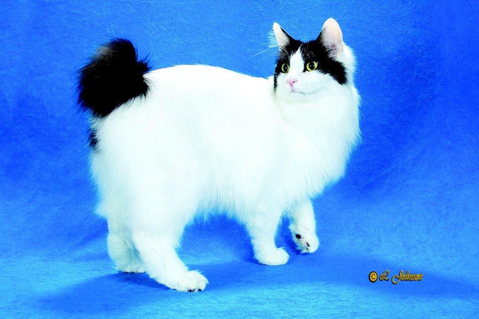 Японский бобтейл