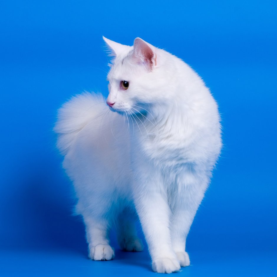 Курильский бобтейл альбинос