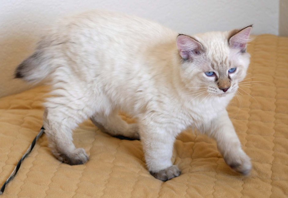 Кимрик кошка белая