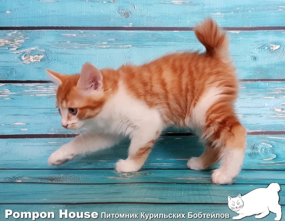 Меконгский бобтейл на белом фоне