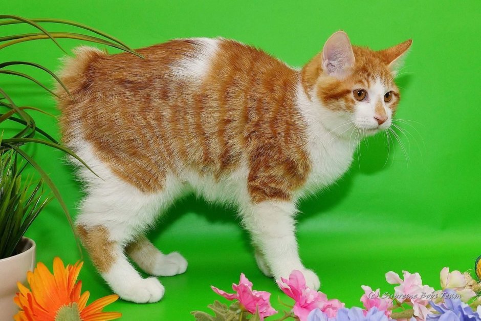 Курильский бобтейл кошка