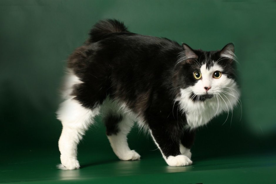 Кот Курильский бобтейл гладкошерстный