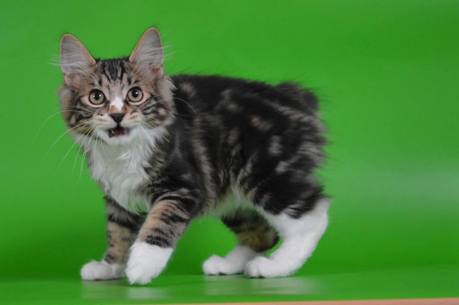 Японский бобтейл белый