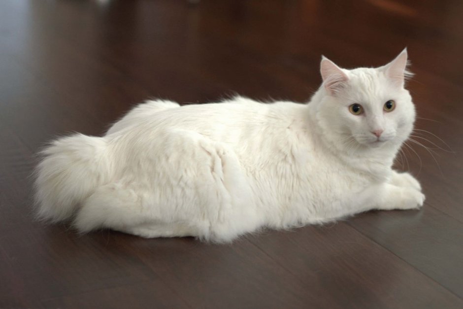 Рыжий бобтейл котенок