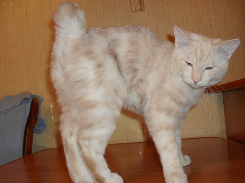 Кот японский бобтейл