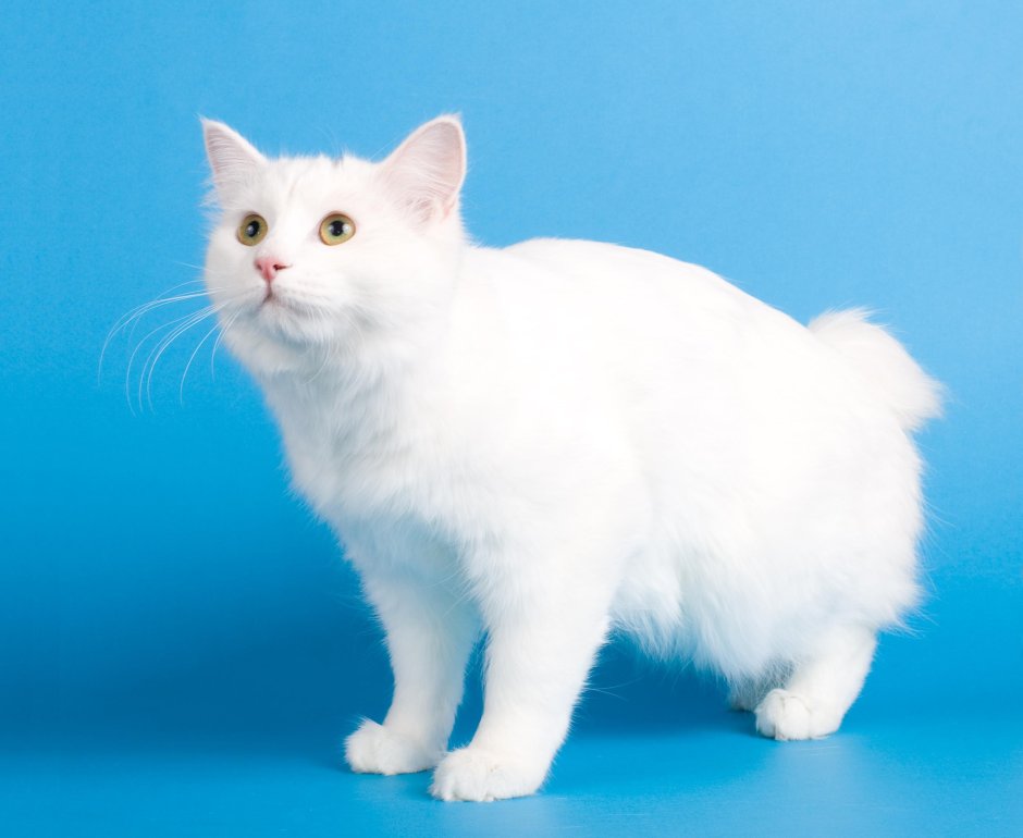 Бобтейл кот белый