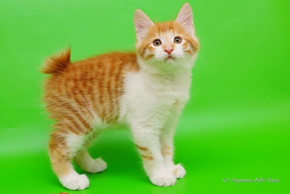 Японский бобтейл на белом фоне картинка