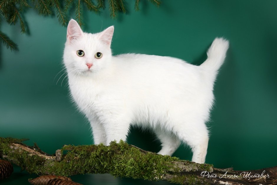 Курильский бобтейл белый