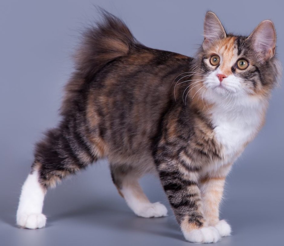 Курильский бобтейл альбинос