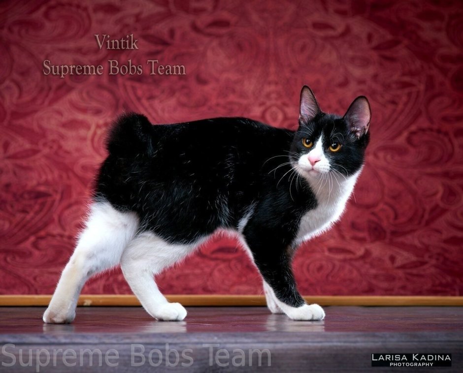 Японский бобтейл длинношёрстный