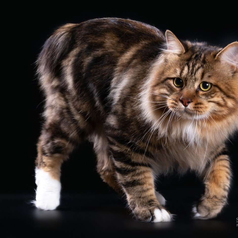 Кот бобтейл чб рисунок