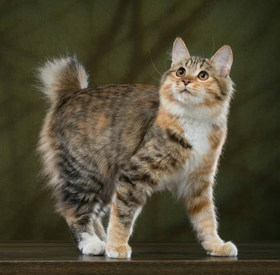 Белый кот с коротким хвостом