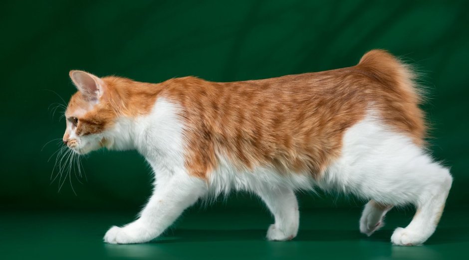 Американский бобтейл корм