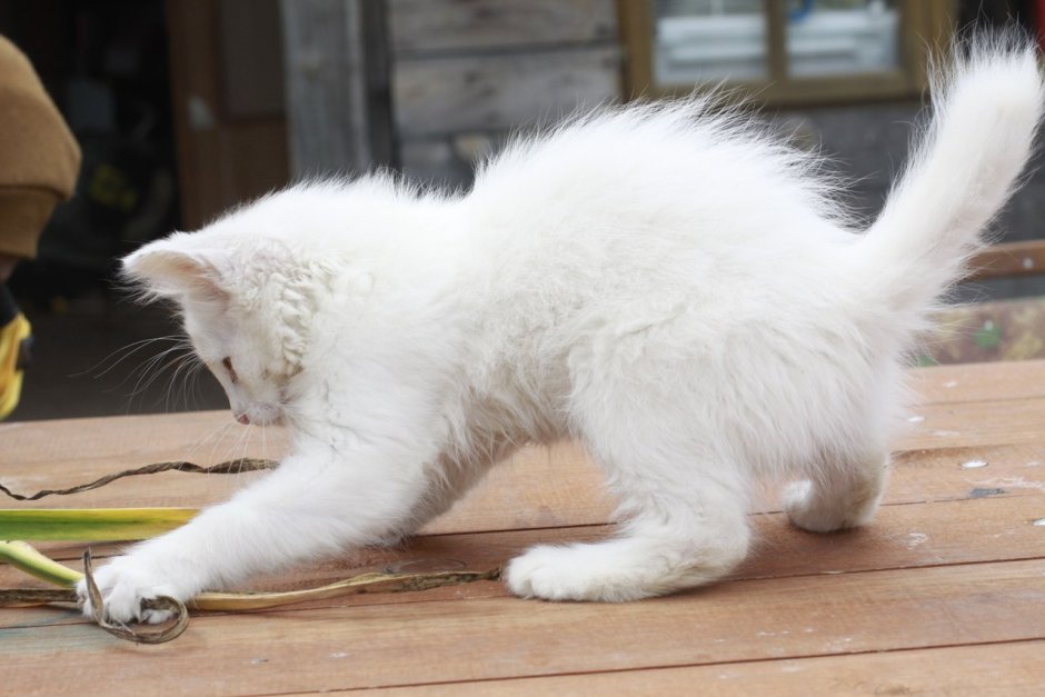 Курильский бобтейл серый