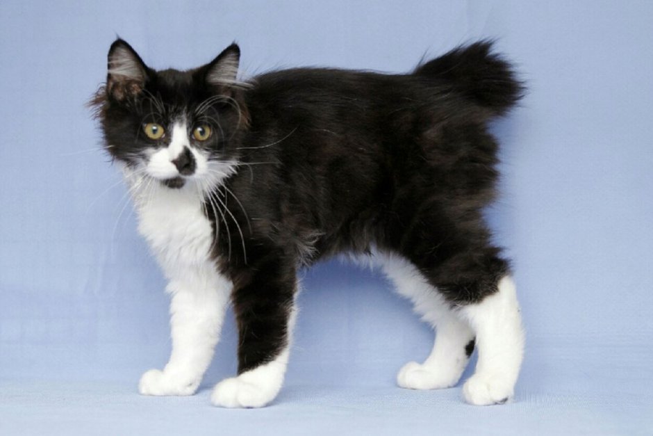 Японский бобтейл длинношёрстный