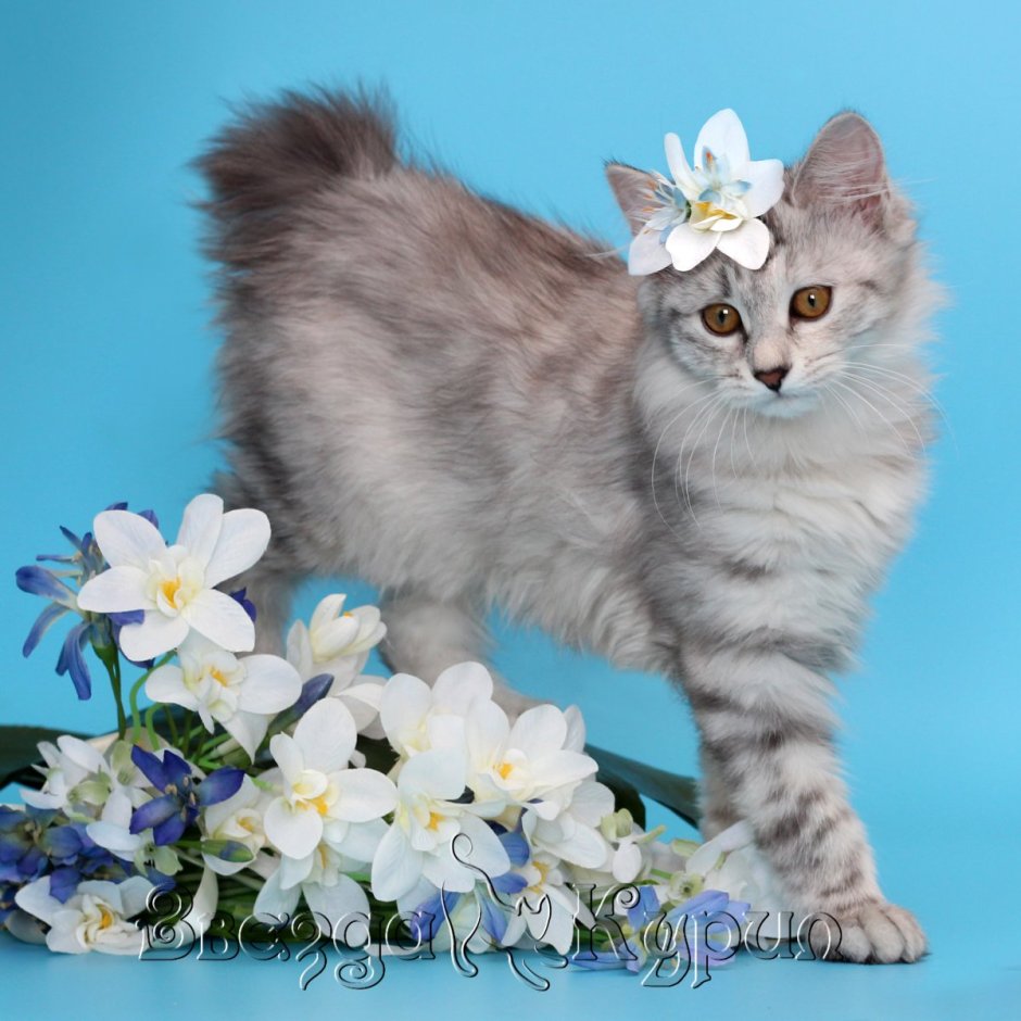 Идеальный хвост у курильского бобтейла