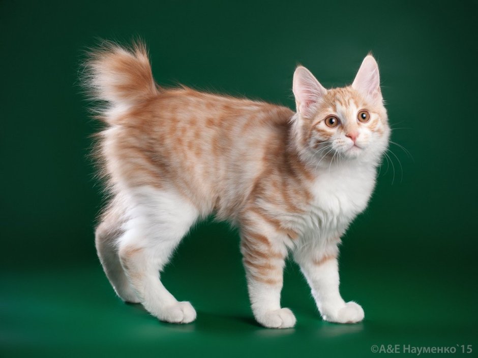 Бобтейл кошка Манчкин