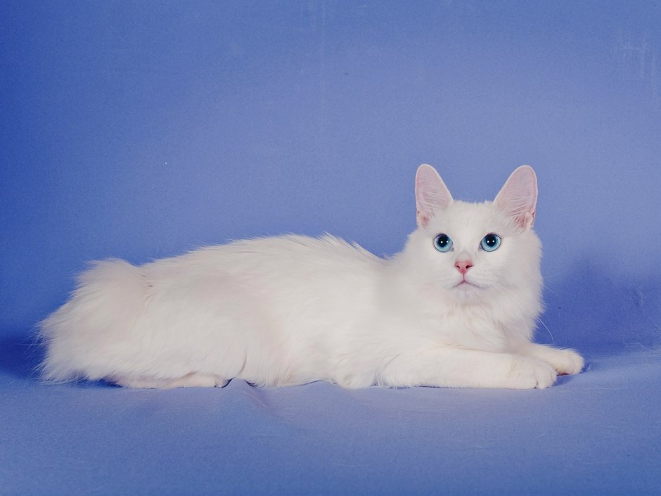 Курильский бобтейл бежевый