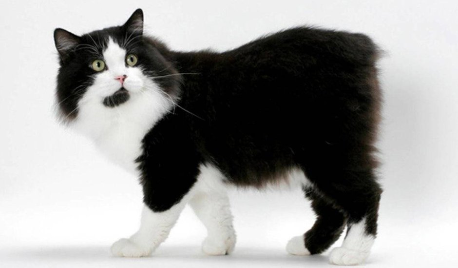 Курильский бобтейл Киров