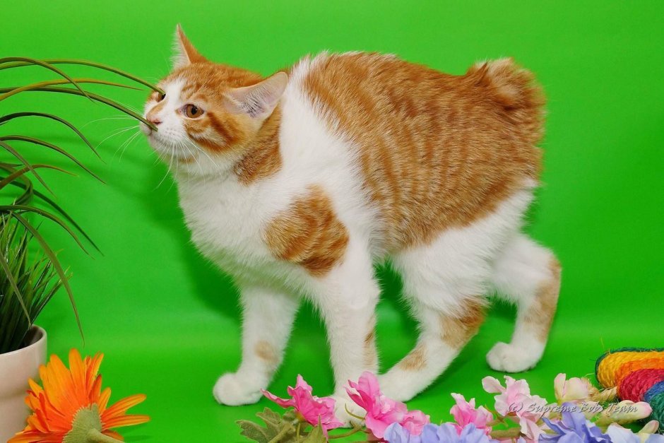 Кот японский бобтейл