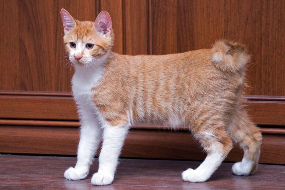 Белый бобтейл