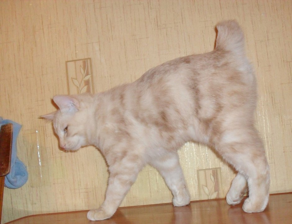 Лысый бобтейл кошка