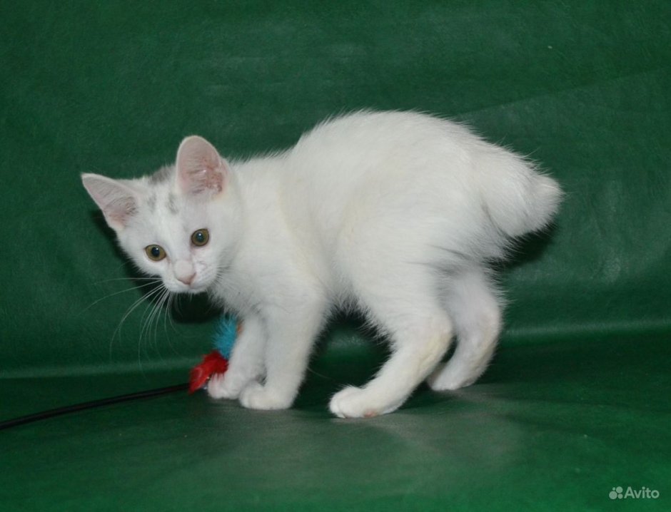 Кошка с загнутым хвостом