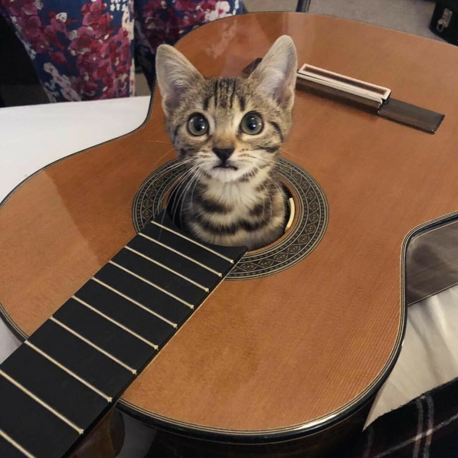 Кот гит