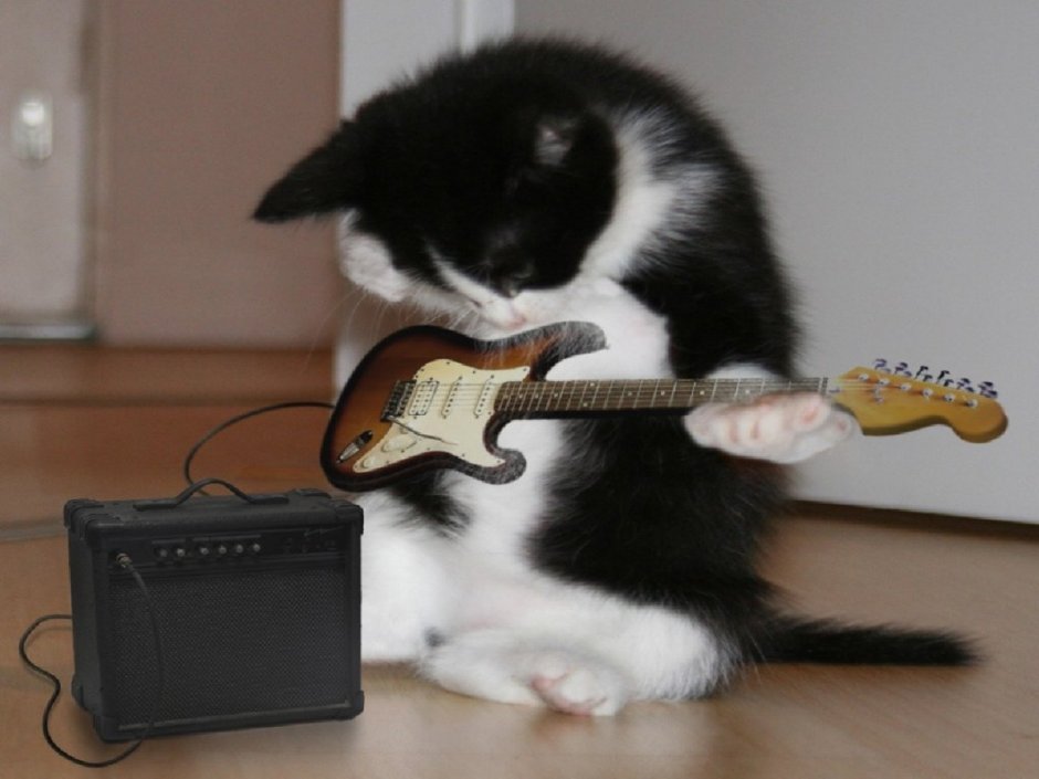 Коты рокеры
