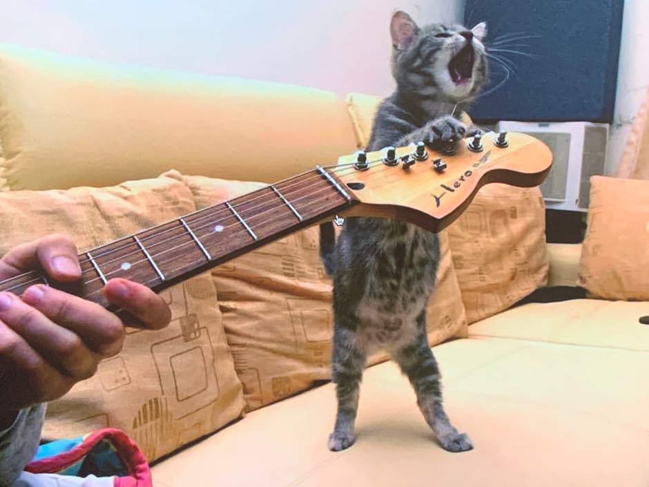 Кот с гитарой