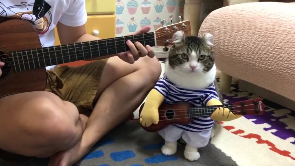 Стикер котик с гитарой