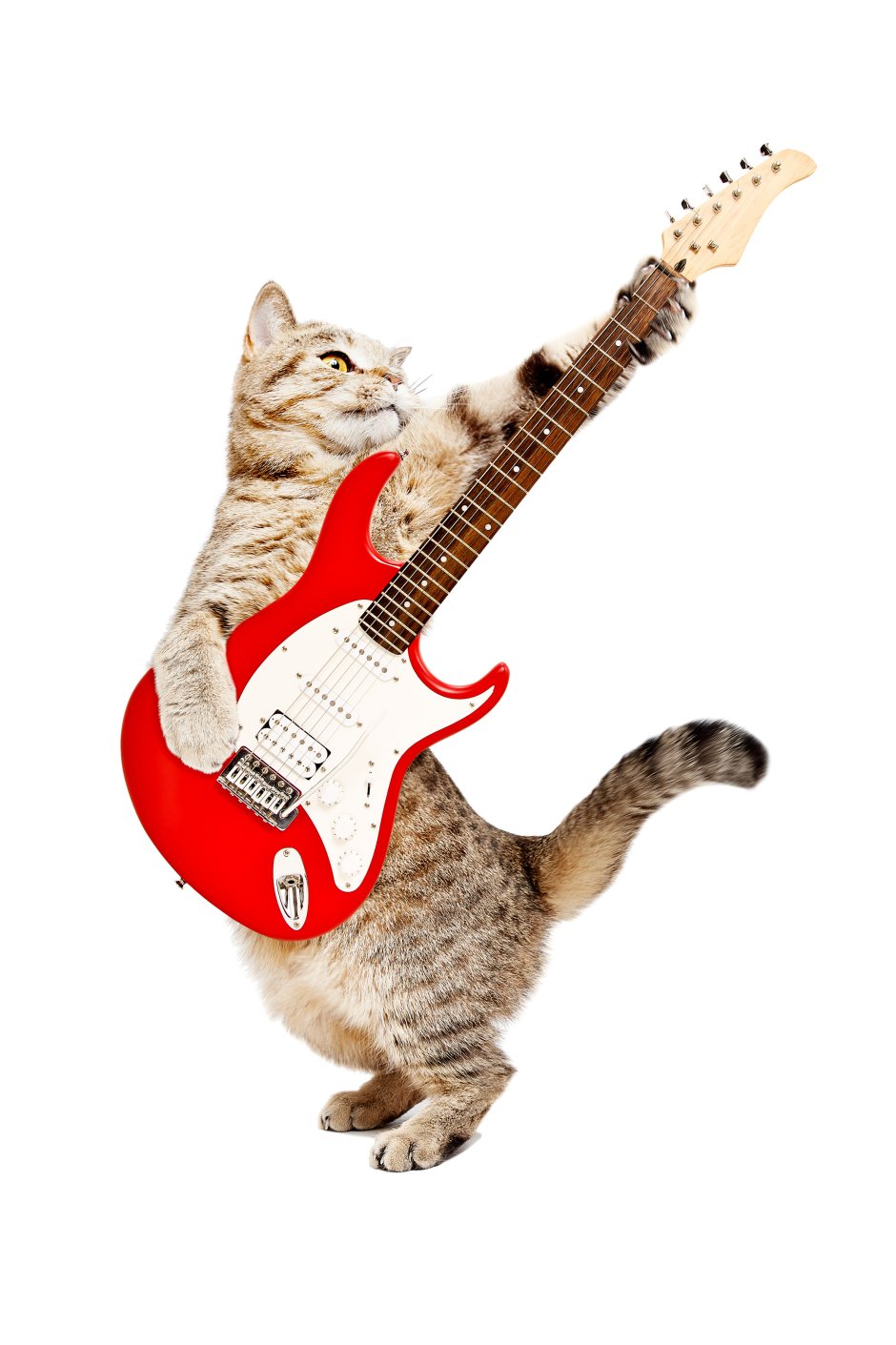 Коты с гитарой