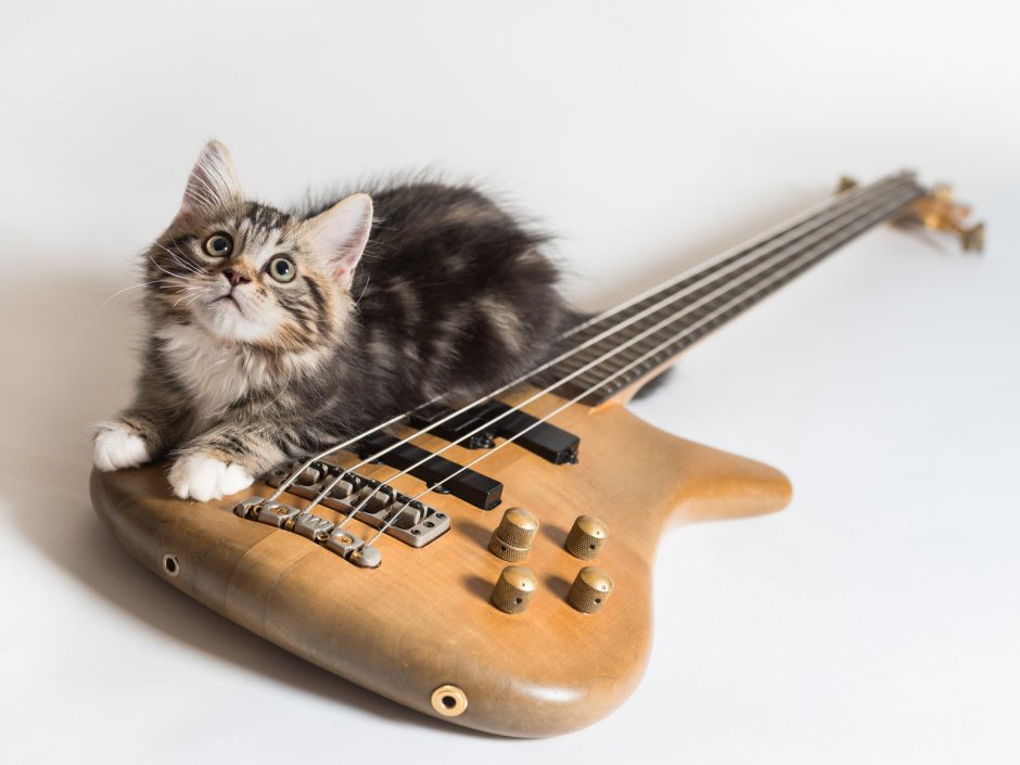 Кот играющий на гитаре